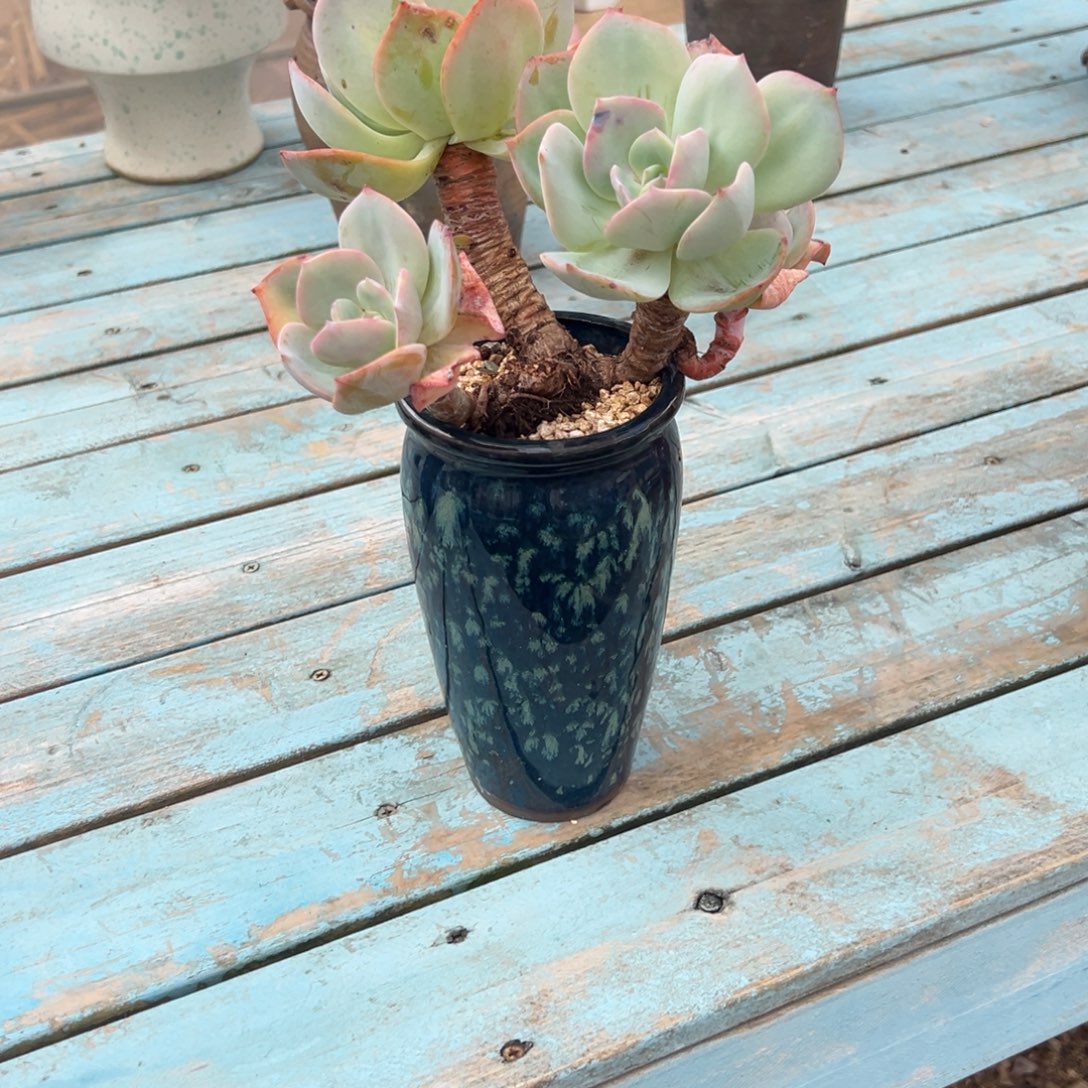 中***心白凤多肉植物脱土