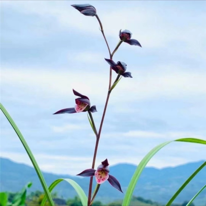 【端妍】寒兰名品 兰花老种2苗 花开浓香 好养易活 对版