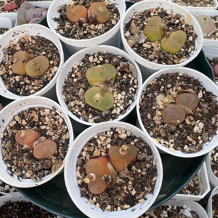 老马生石花双头毛207