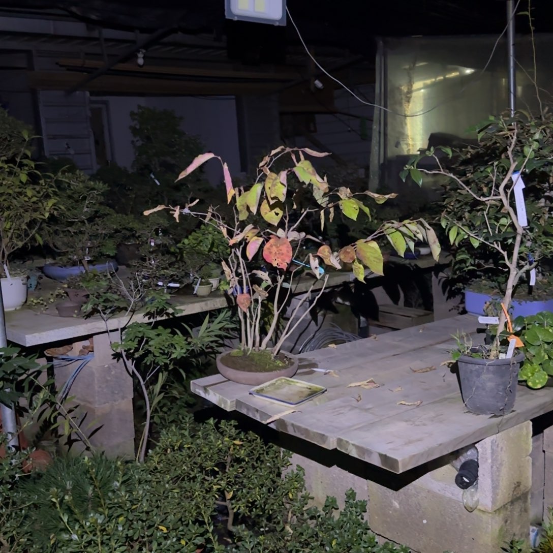 墩***～无花朵花卉苗木花卉苗木