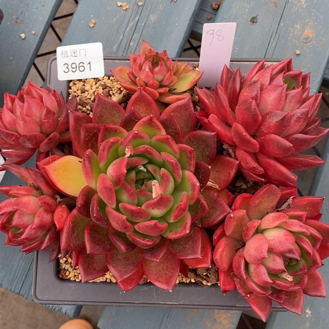 彭*虎不包整散掉头3961