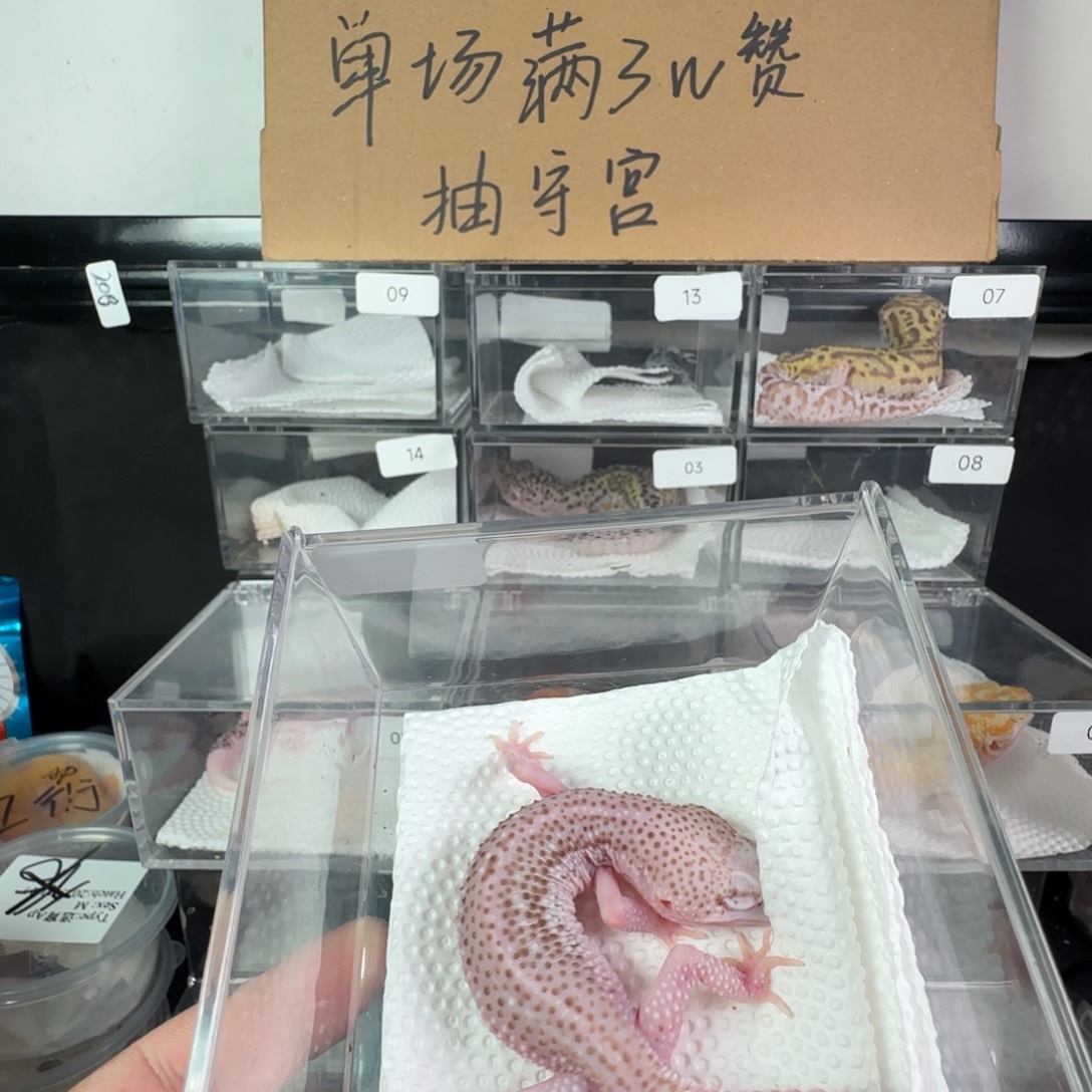 珠宝守宫超级雪花雷达妹妹