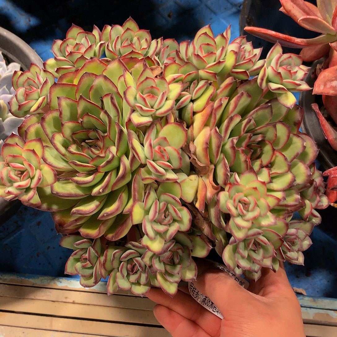 *️****肉酱玫瑰24046多肉多肉