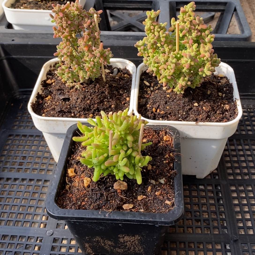 枝干番杏多肉植物073