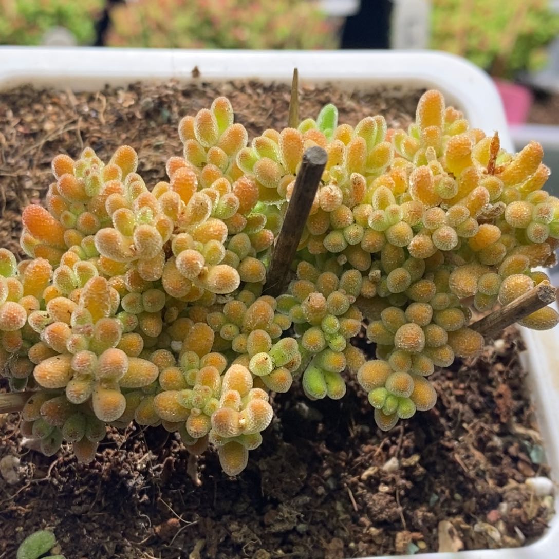 冰晶杂橙A944枝干番杏