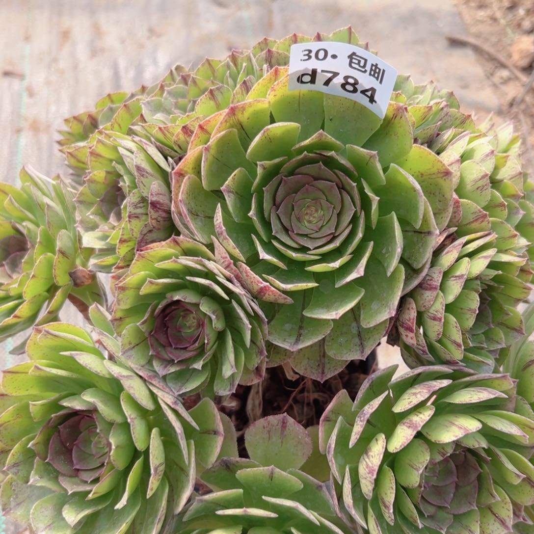 784 万拉丝多肉法师