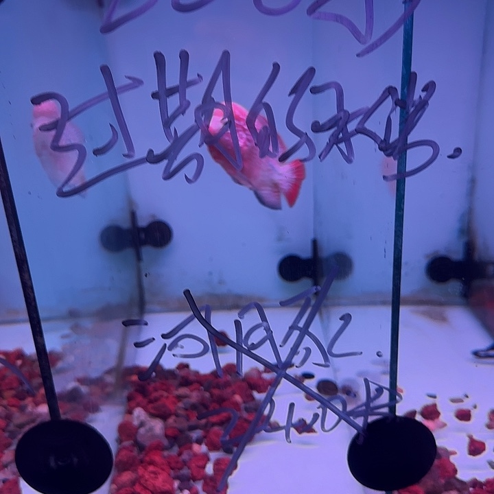 过***诺罗汉鱼古幻罗汉鱼观赏鱼