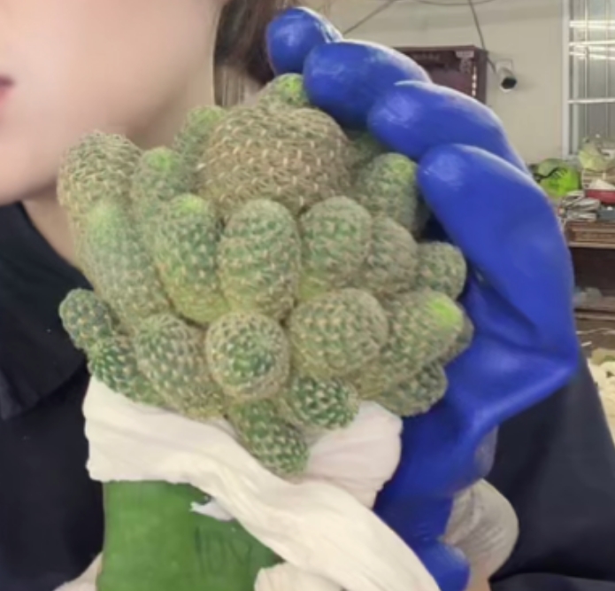 二妹园艺【 1棵   kp01  带嫁接柱 】默认脱土随机发货