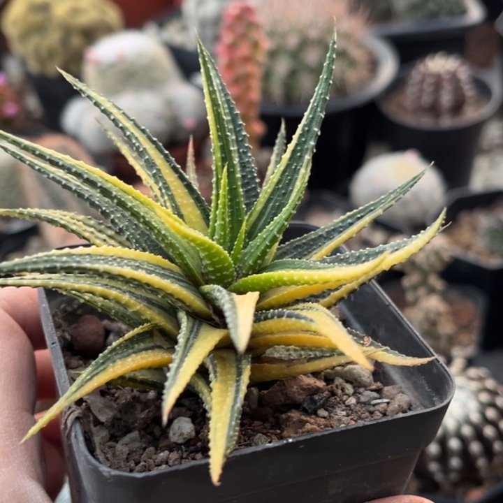 金城锦一物一拍自根