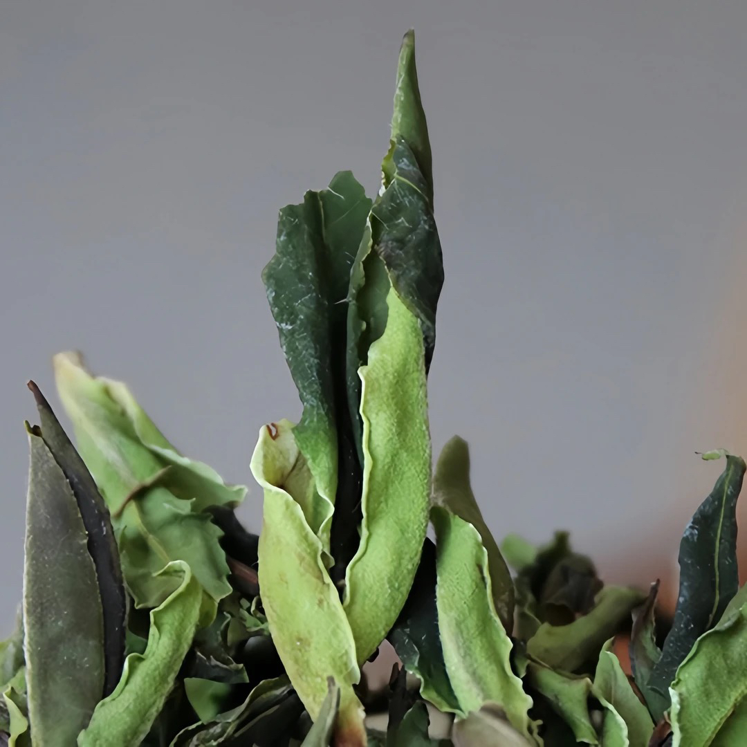 会是你喝过最顶的白茶·2025千家寨哀牢山秘境野冰白古树茶