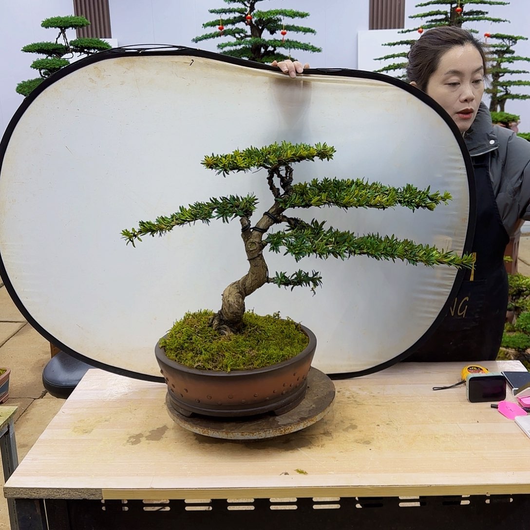 盆景直播间一物一拍