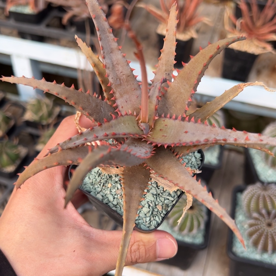 实生园艺芦荟 脱土发货 