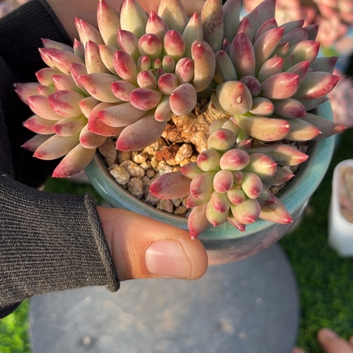 一物一拍，年后发货