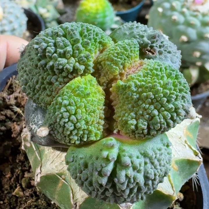 福利苗接大尤哥斯拉967