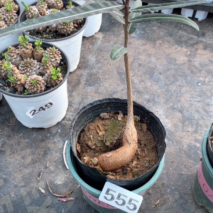 555昆士兰瓶干块根