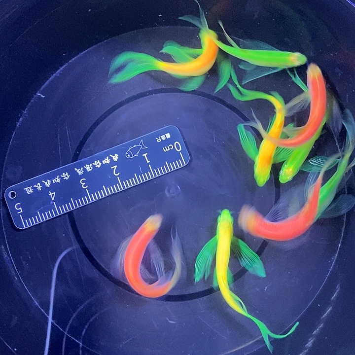 斑马鱼蝶翼斑马3.5厘米9条