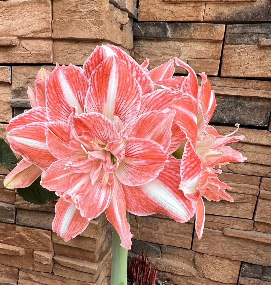 【阳光少女】重瓣进口种球花卉朱顶红盆栽