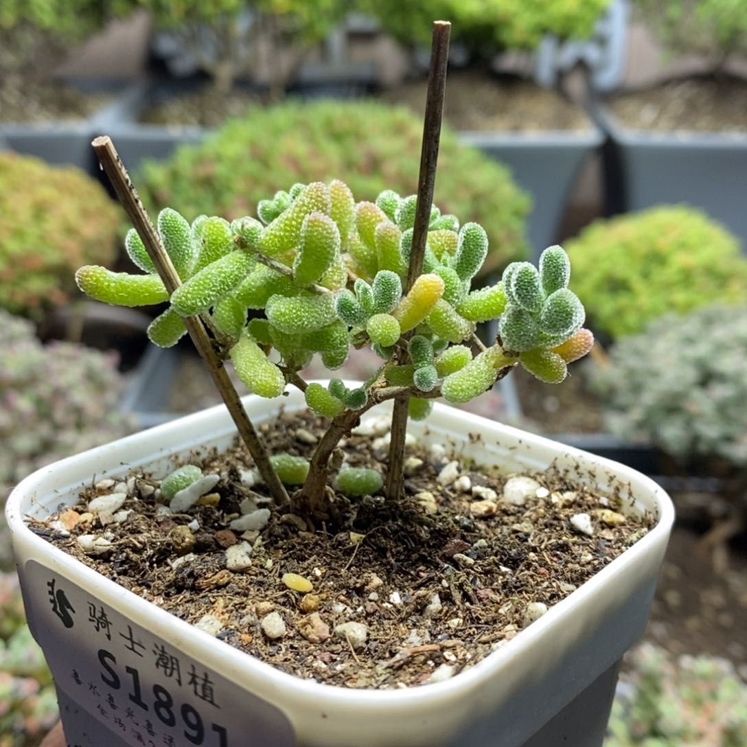 1891优选冰晶枝干