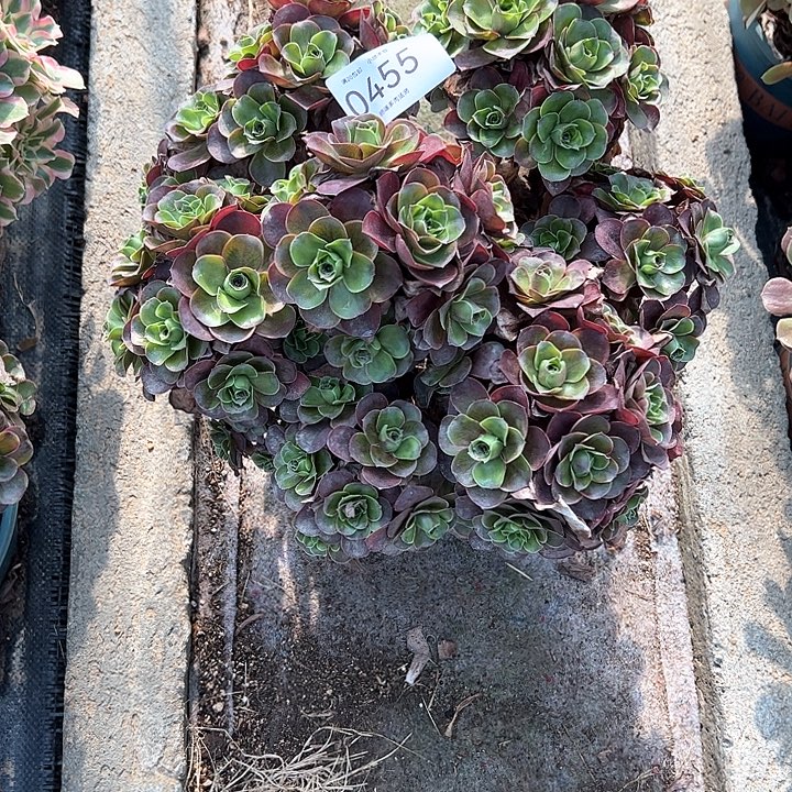 梨***c0455魅金玫瑰多肉植物