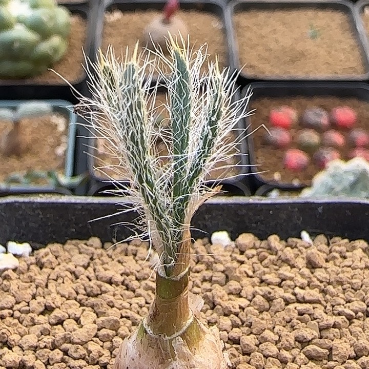 金刚钻弹簧草带盆包邮