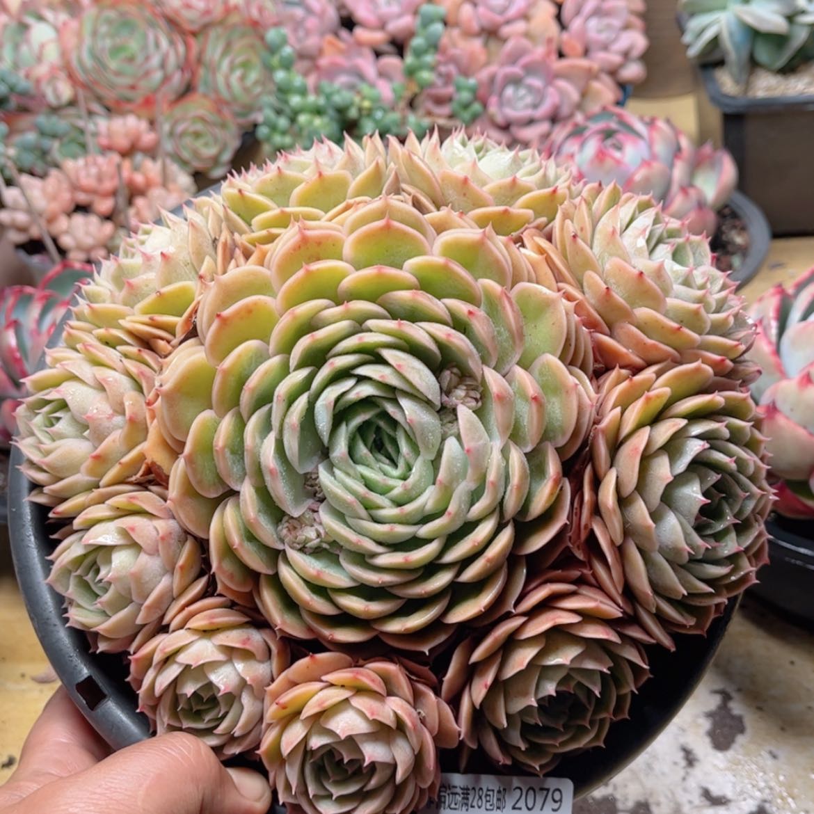 【闪购商品】2079昂斯诺