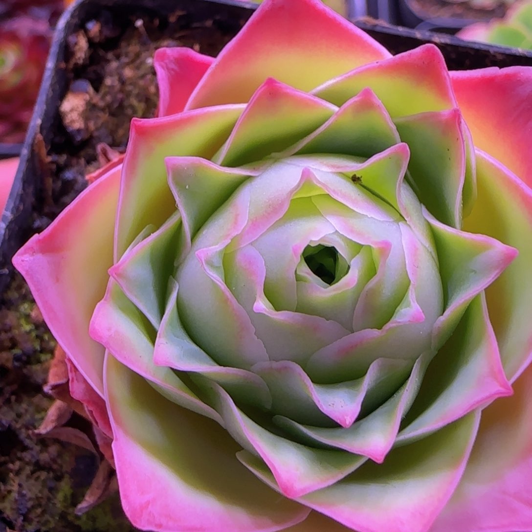 魅影玫瑰七方杯880