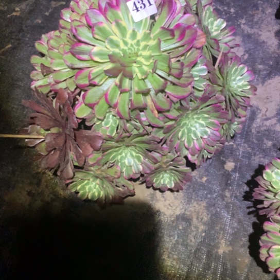 ～*～多肉植物紫烟431