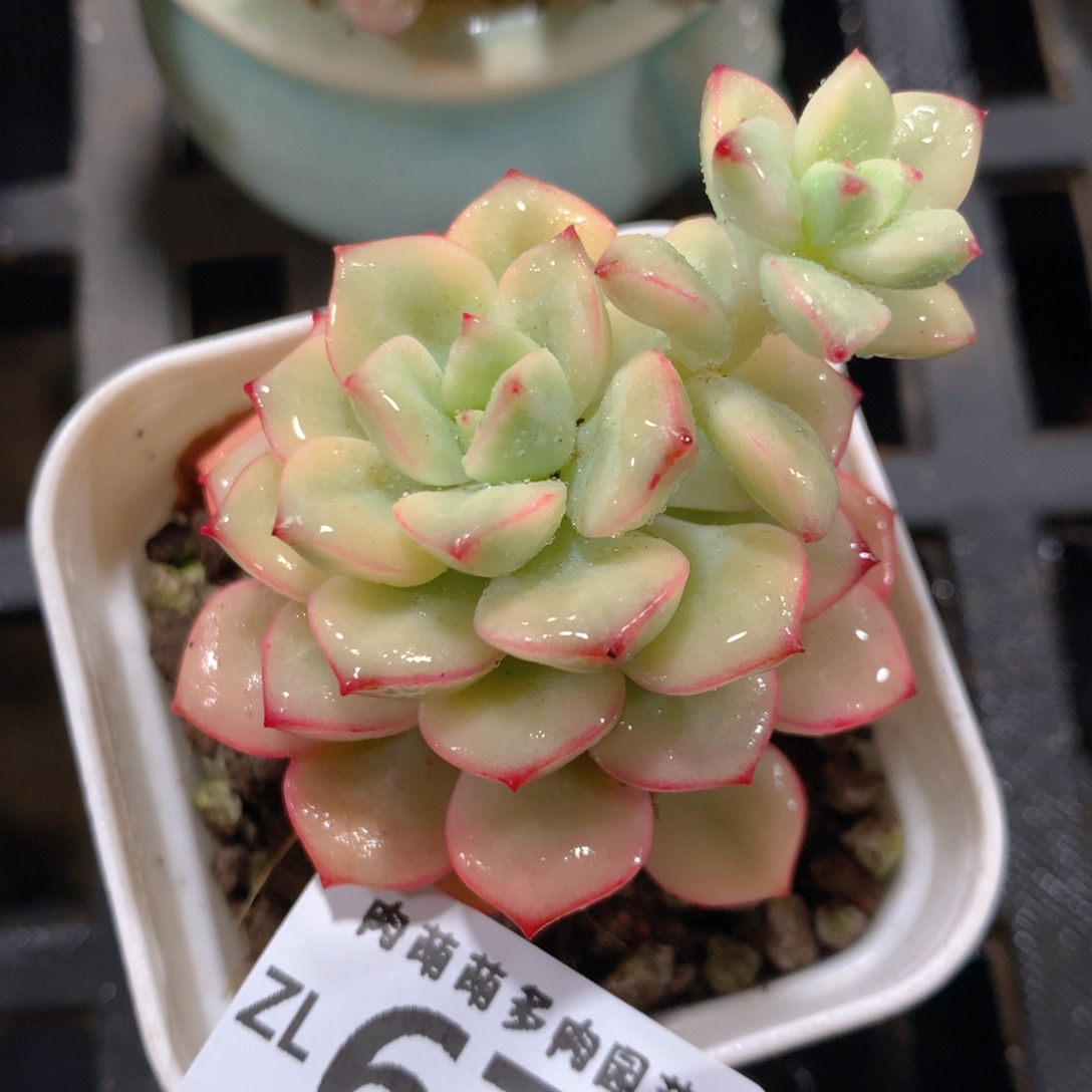 5CM拇指盆精控多肉ZL675