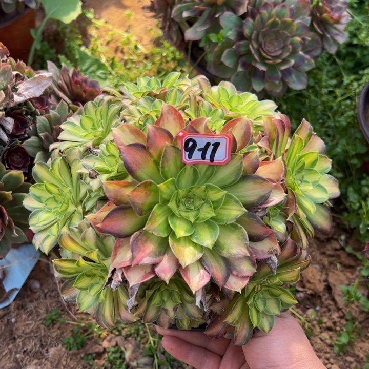 韶华多肉植物9-17