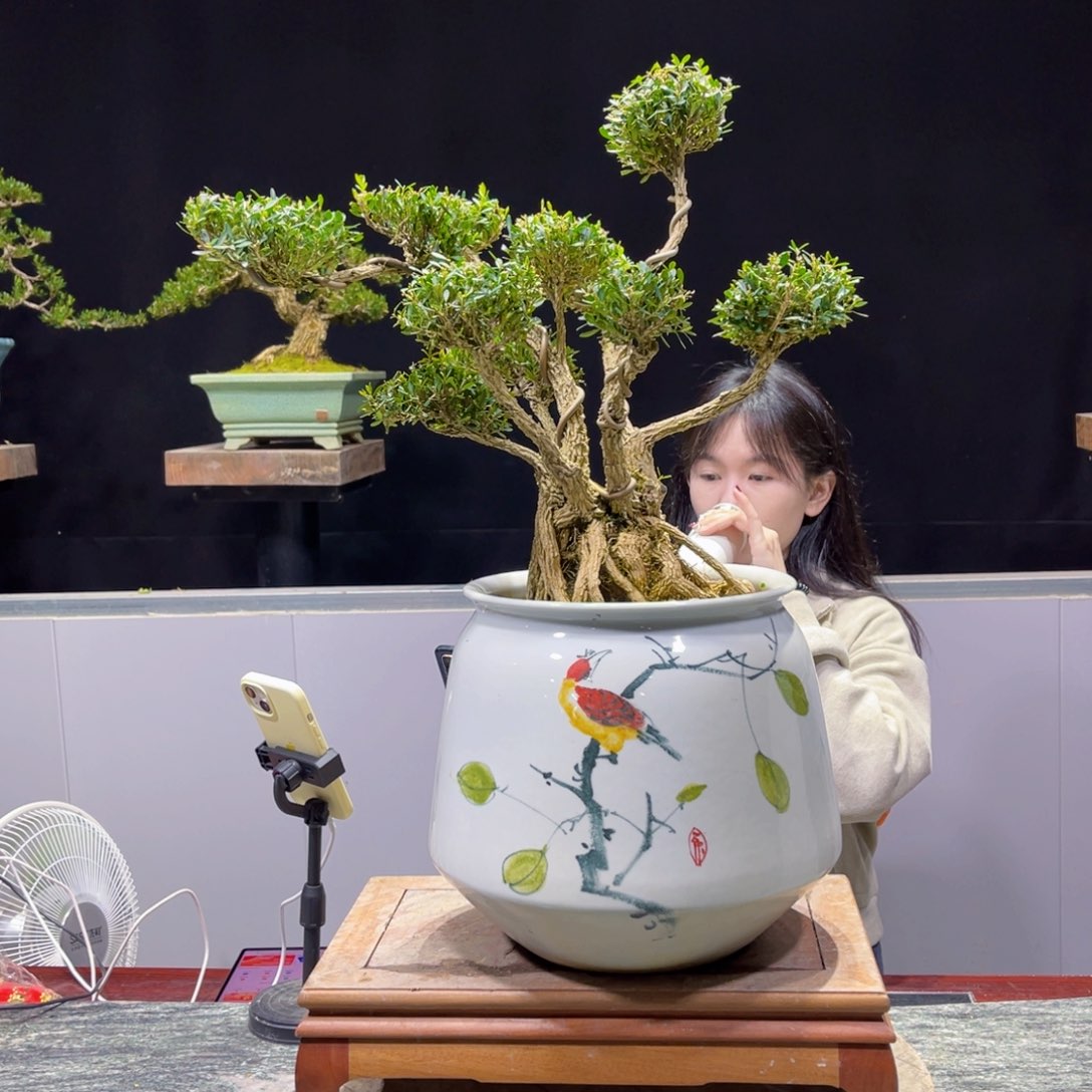 四季常青老桩黄杨盆景