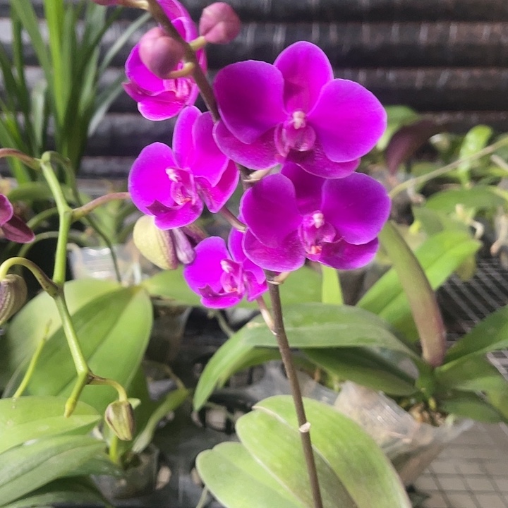 当前无花栽培后可以开花满天红