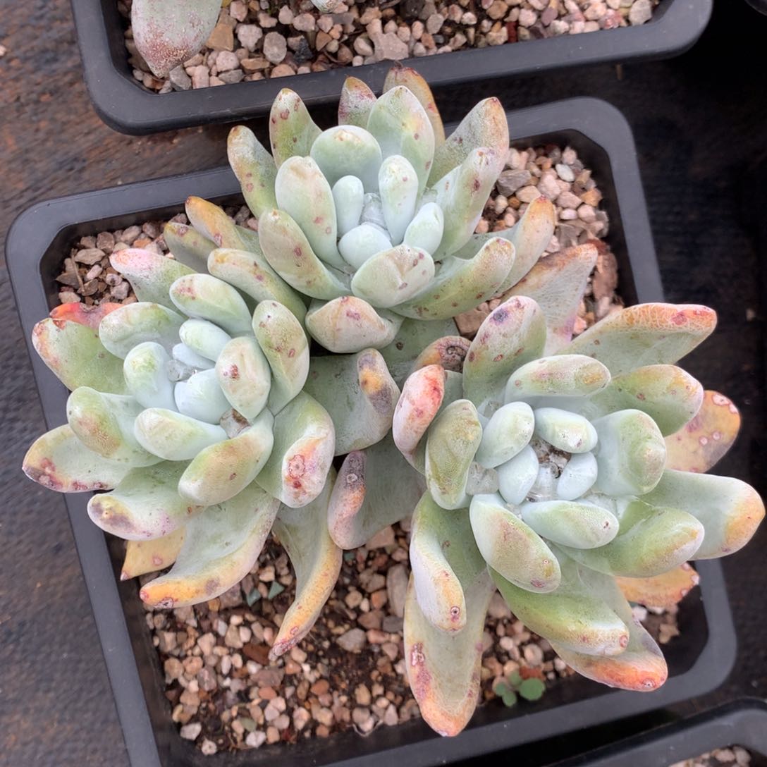 三头高桩拇指，多肉植物