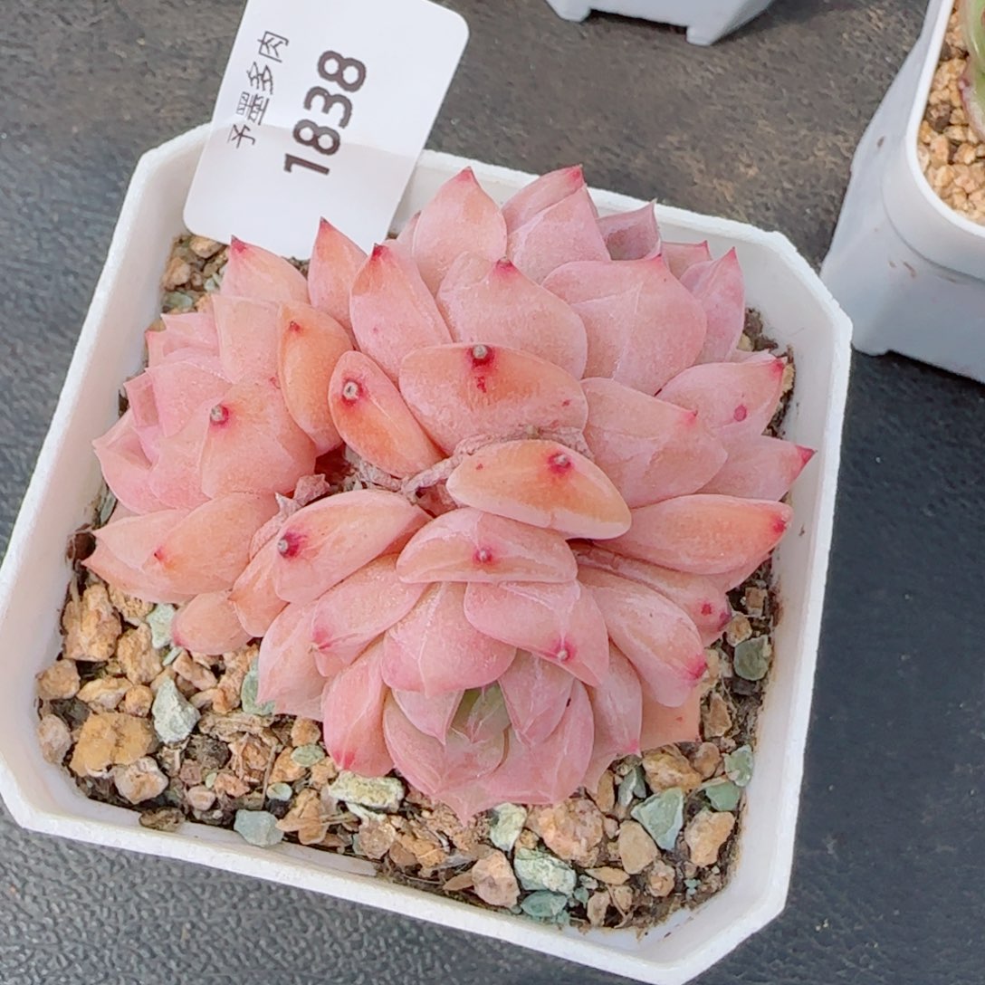 水晶桃子，1838多肉植物