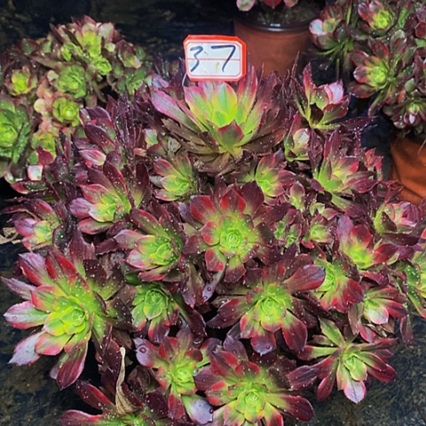 路*安娜老桩捧花法师37