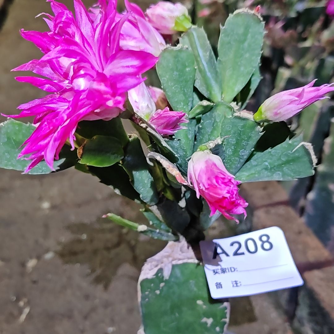 057脱土脱盆易掉芽苞芽208