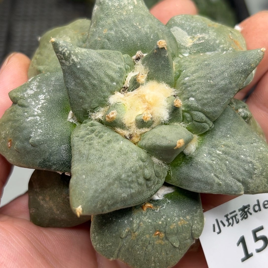 151 仙人球的比赛将于本