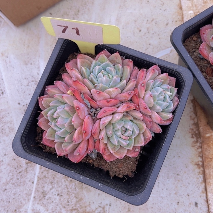 健健康康平平安安