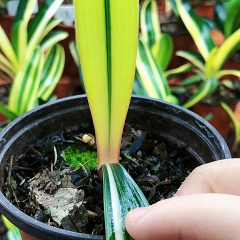 【闪购商品】用****8