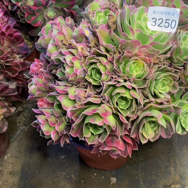 白凤处理价格不包售后3250