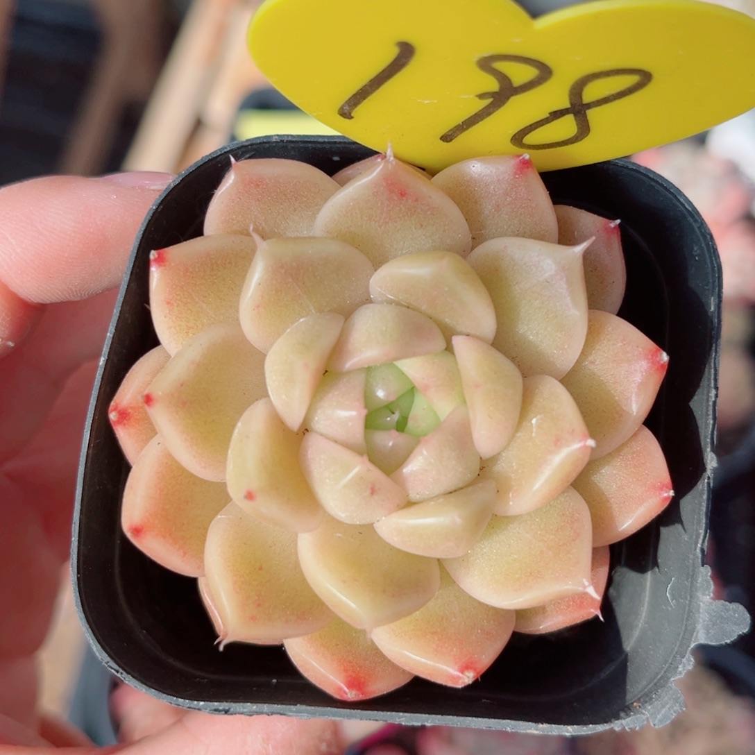 198号珍妮麦秆单头