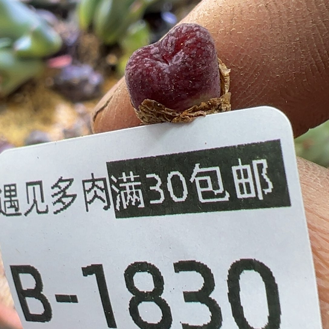 多肉植物1111111111111111