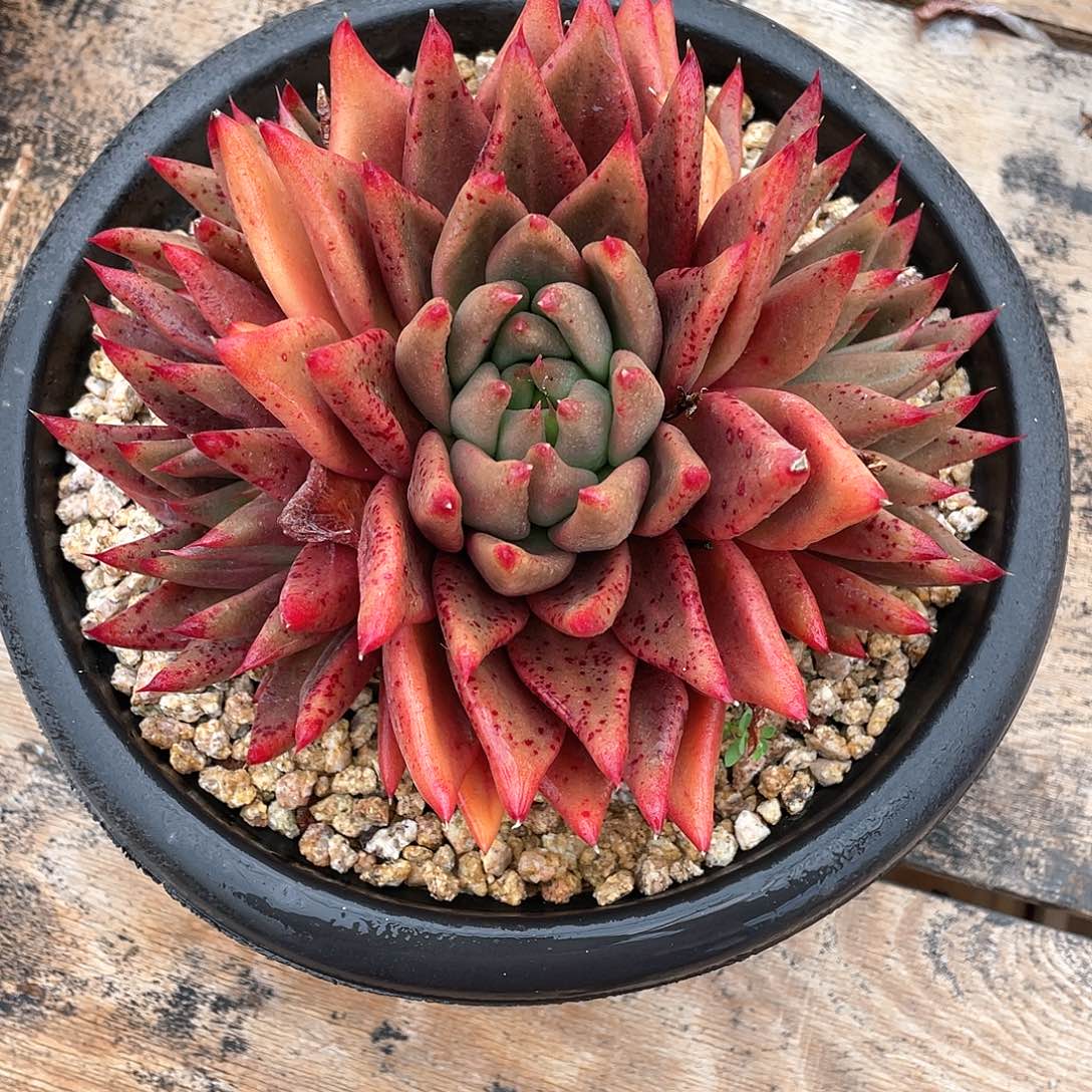 多肉植物一物一拍