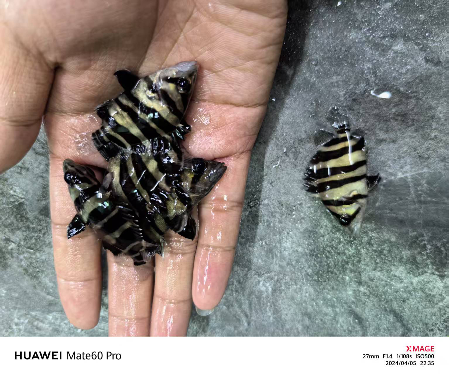 印尼活体三纹苏虎泰北四纹苏门答腊虎淡水热带热带鱼虎鱼观赏鱼