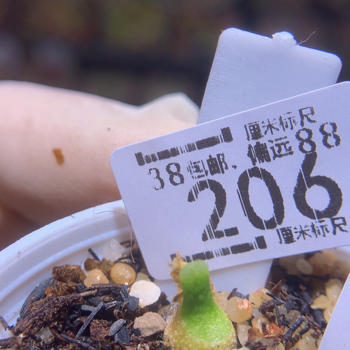 Zzz 精品生石花206