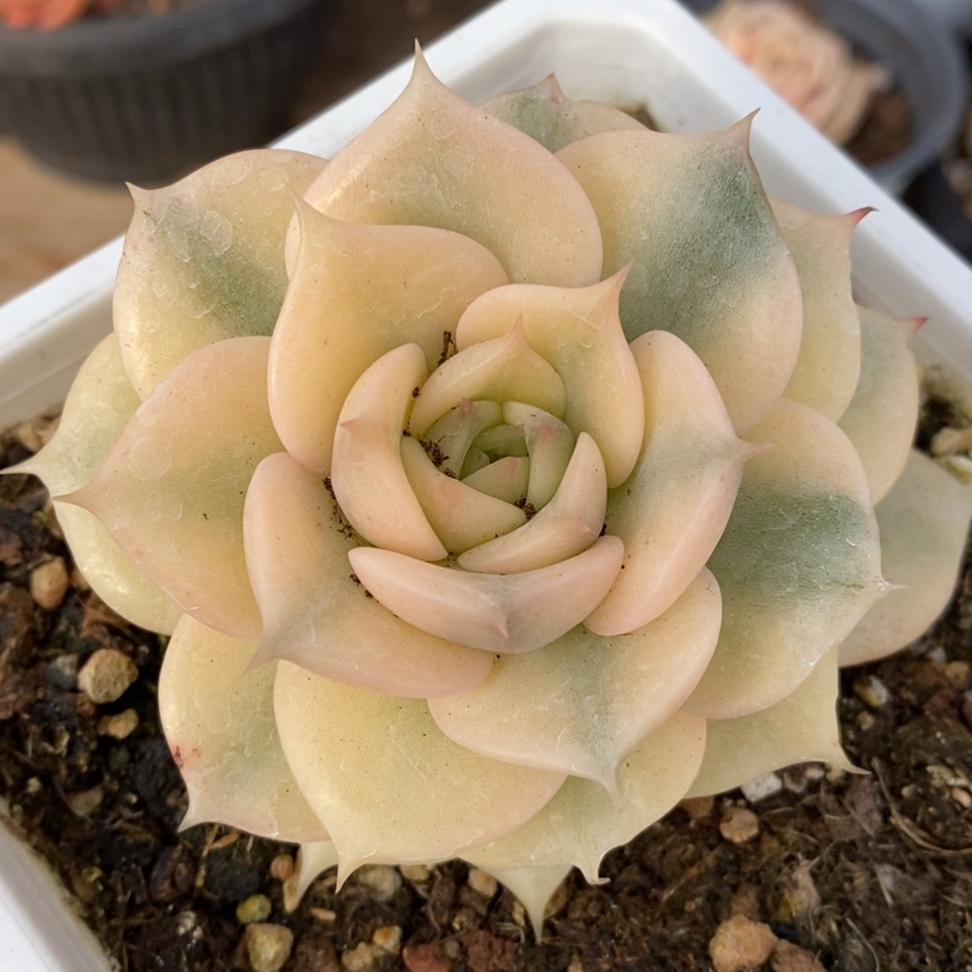 贝加尔湖锦多肉植物