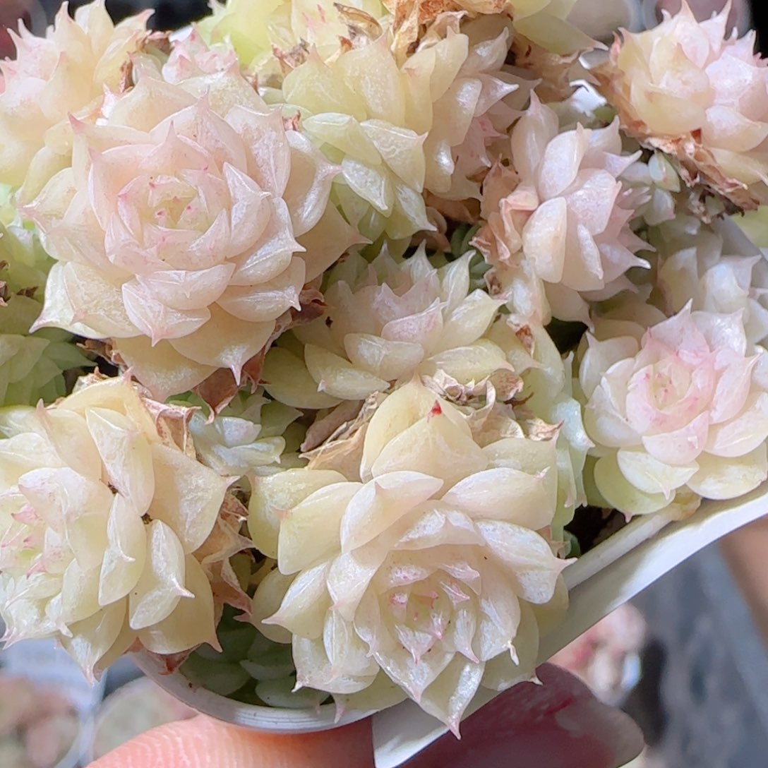 花语多肉1221-140散