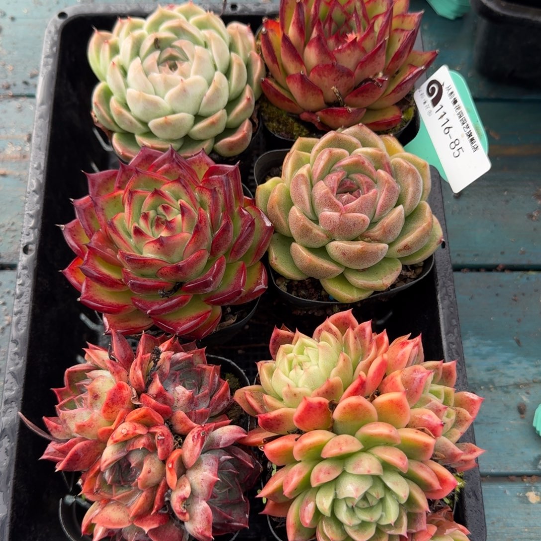 从前慢多肉精选编号1116.85