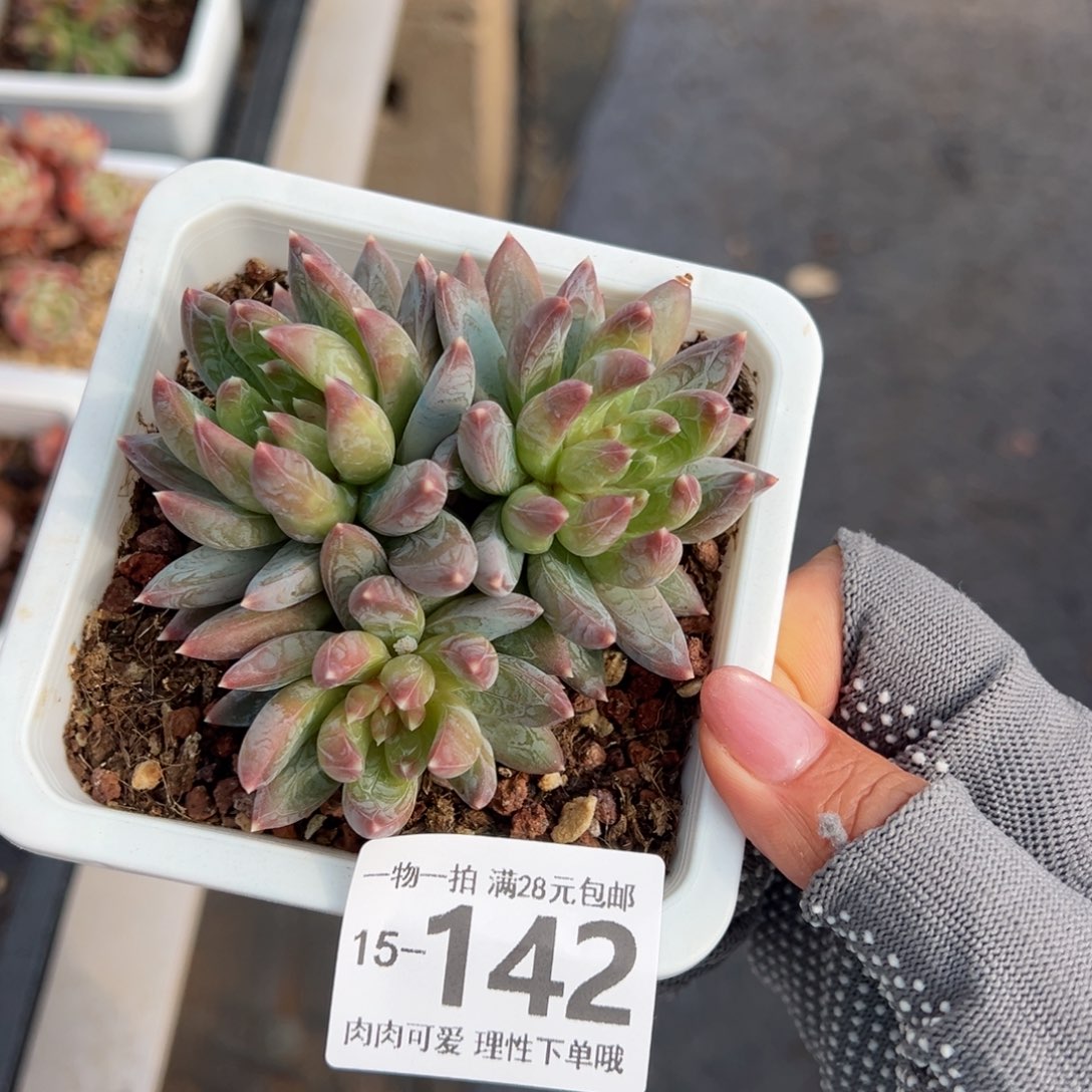 重楼多肉多肉多肉多肉