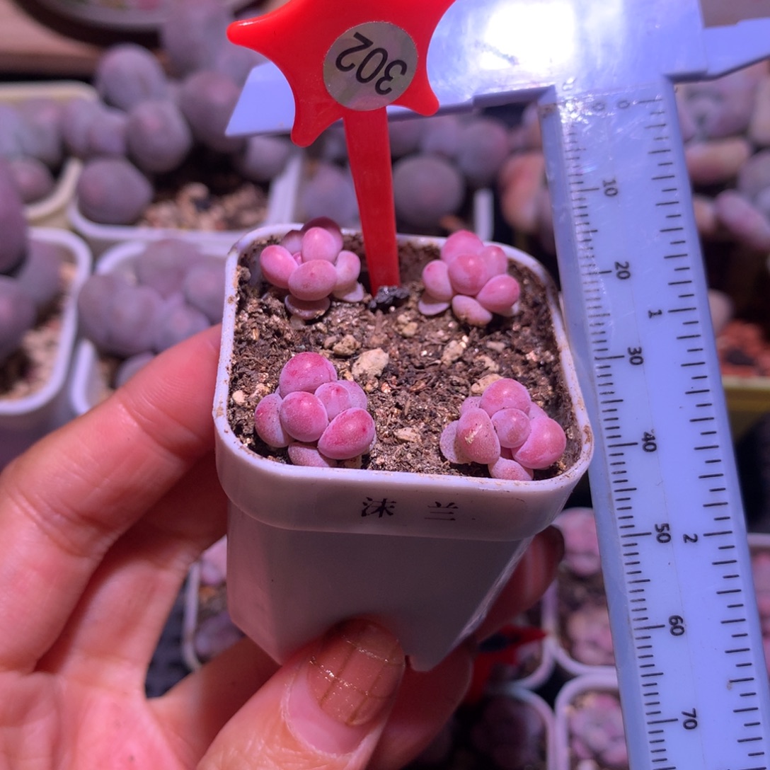 302 ，沫兰，带盆带土