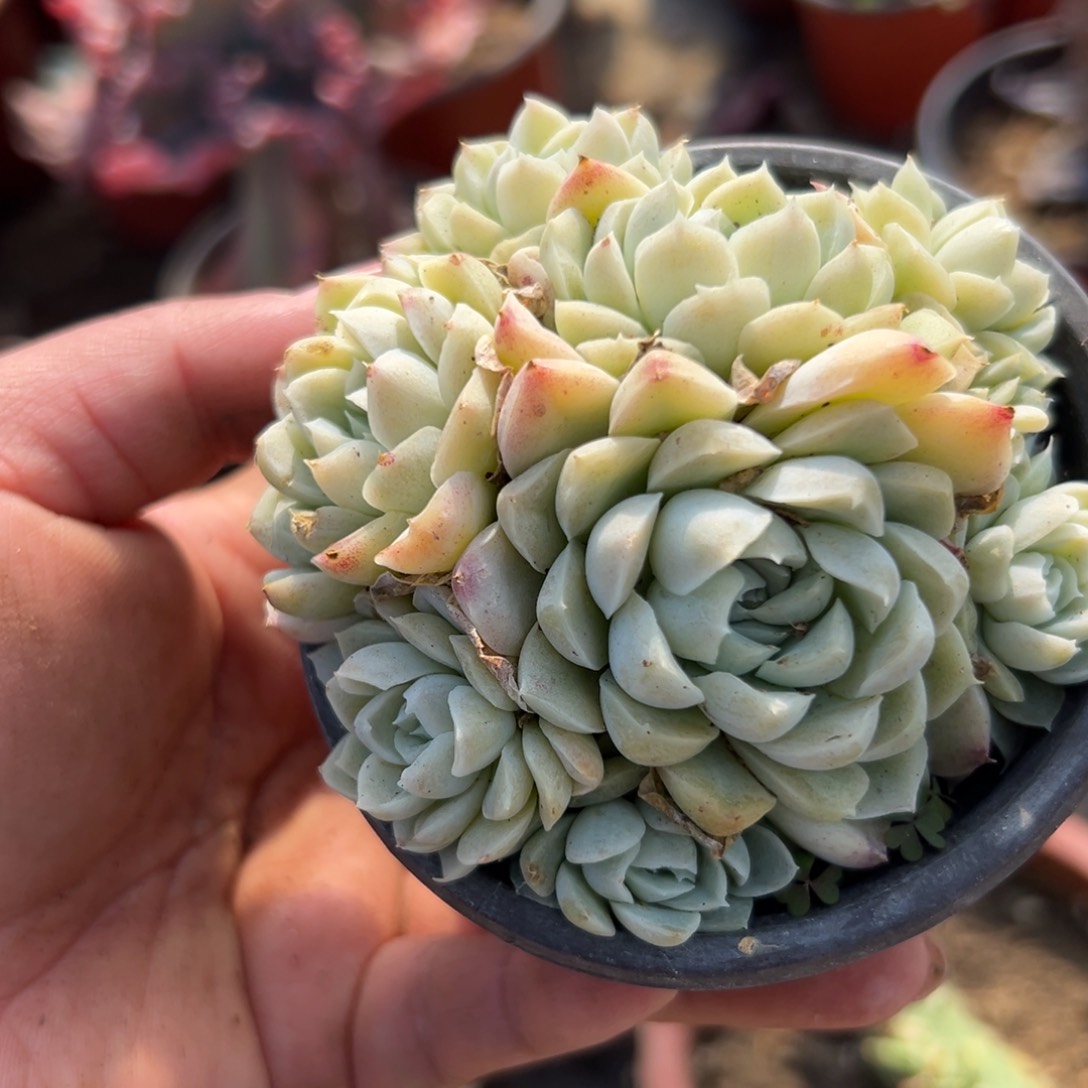 多肉植物多肉植物